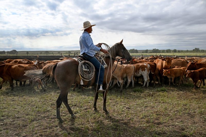 The American cattle ranching industry is blasting President Donald Trump’s proposal to purchase beef from Argentina in an effort to lower supermarket beef prices.
“This plan only creates chaos at a critical time of the year for American cattle producers, while doing nothing to lower grocery store prices,” Colin Woodall, CEO of the National Cattlemen’s Beef Association, said in a statement Monday. 
Wyoming-based cattle operation Meriwether Farms addressed Trump directly in a social media post Monday.
“We love you and support you — but your suggestion to buy beef from Argentina to stabilize beef prices would be an absolute betrayal to the American cattle rancher,” the farm wrote on X.
By midday Tuesday, the post had already received 4 million views. A representative for Meriwether Farms did not immediately respond to a request for comment. 
Trump floated purchasing beef from the South American nation Sunday aboard Air Force One to push down U.S. beef prices by increasing the overall supply. 
‘We would buy some beef from Argentina,’ he told reporters, ‘If we do that, that will bring our beef prices down.’
Beef prices have hit record highs this year, according to data from the Bureau of Labor Statistics,<strong> </strong>fueled in part by depleted herd counts and steady demand from U.S. consumers.
This post appeared first on NBC NEWS